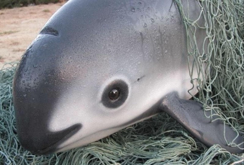 SAVE THE VAQUITA