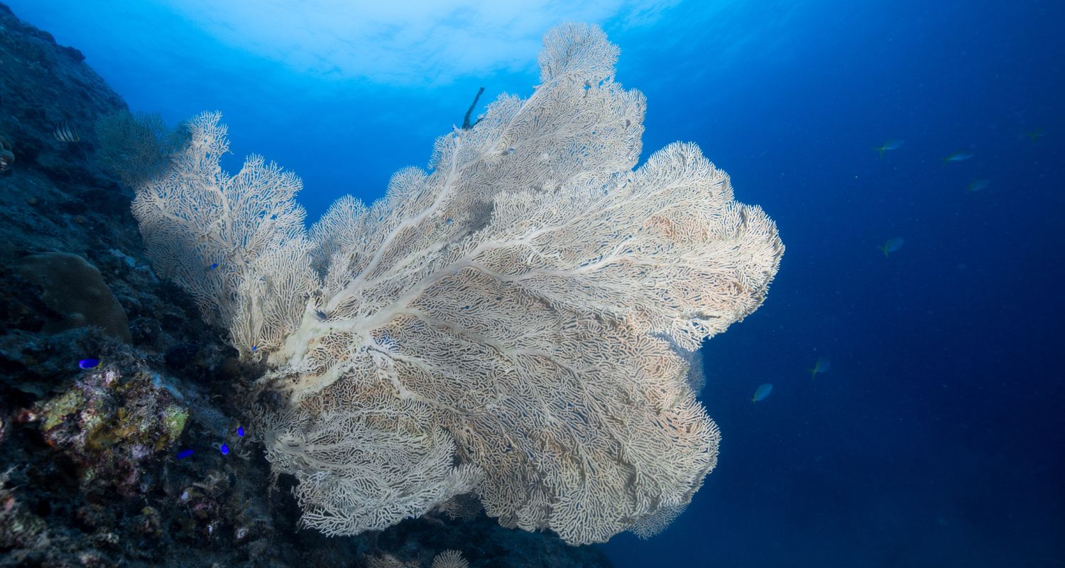 underwater gorgonian coral sea fan