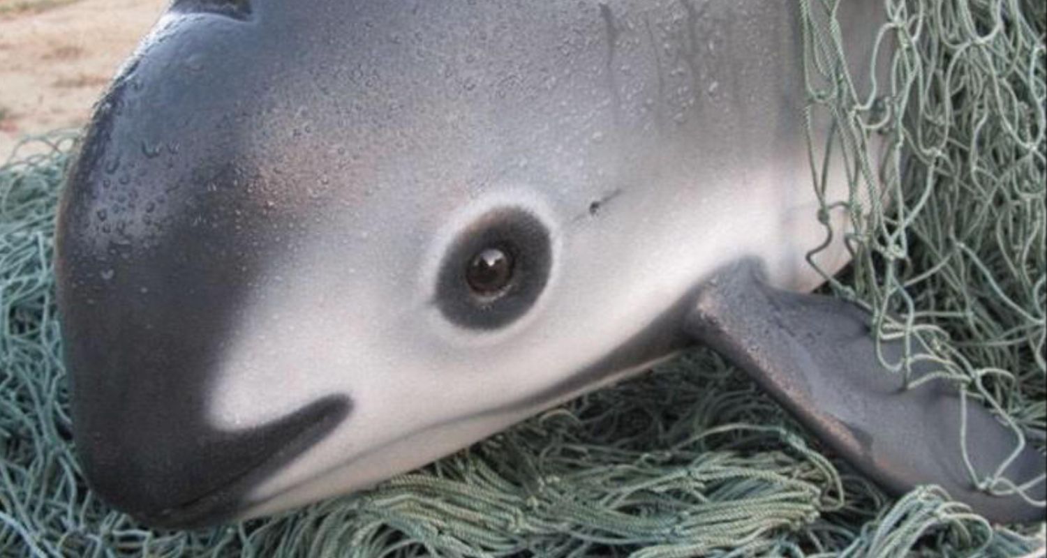 vaquita porpoise