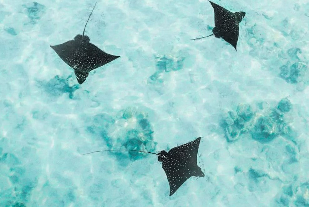 eagle rays swimming