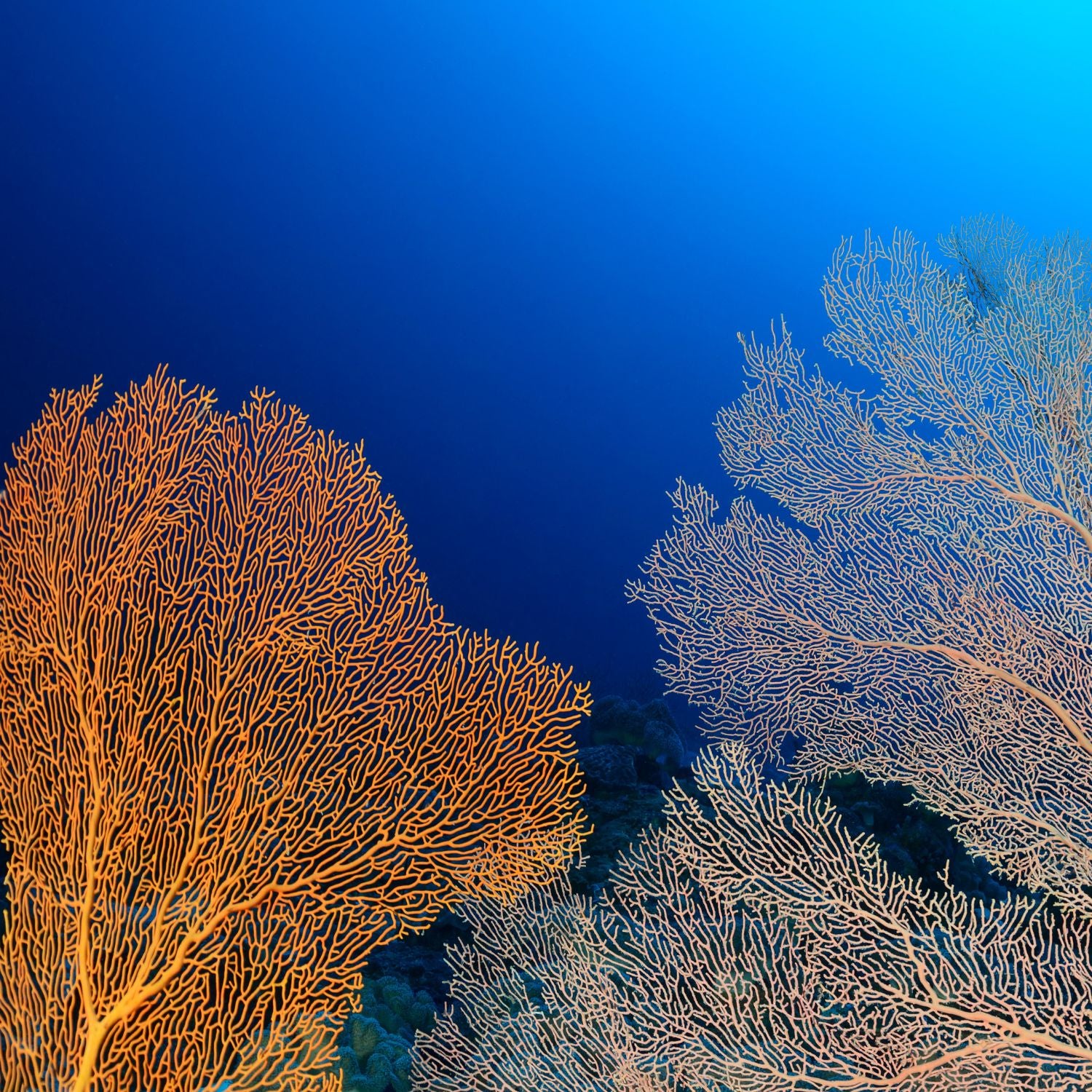 gorgonian coral sea fan