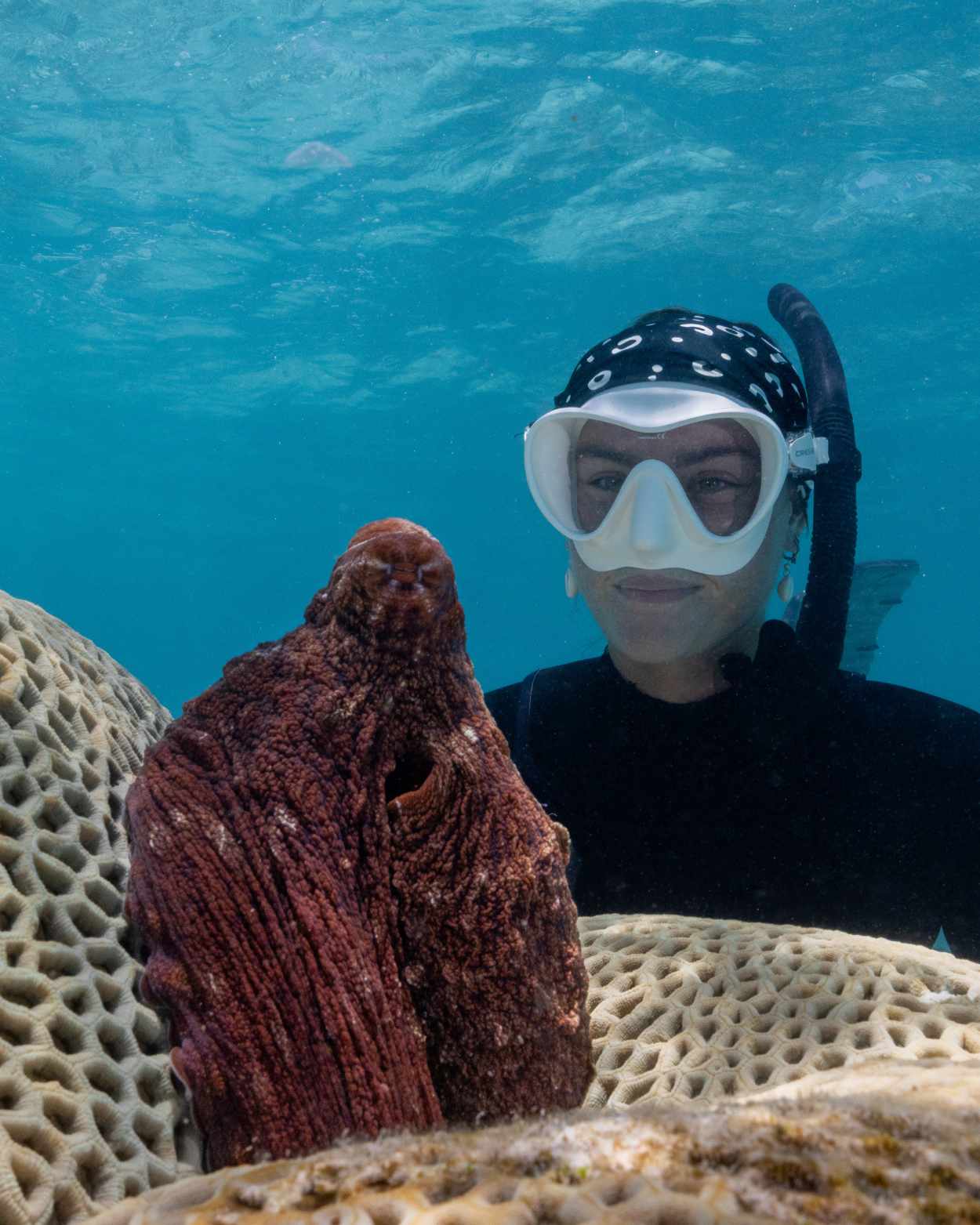 diver with octopus
