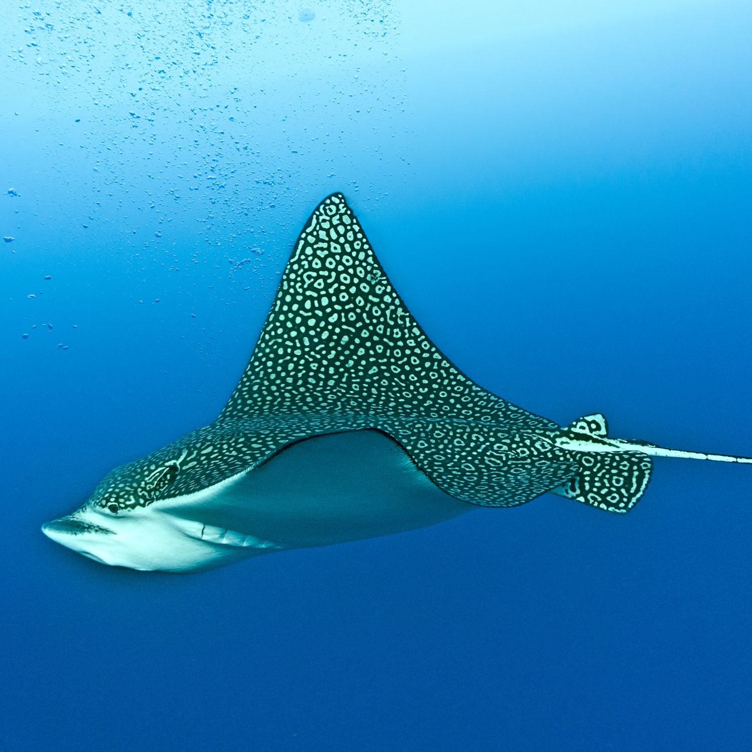 spotted eagle ray swimming in ocean
