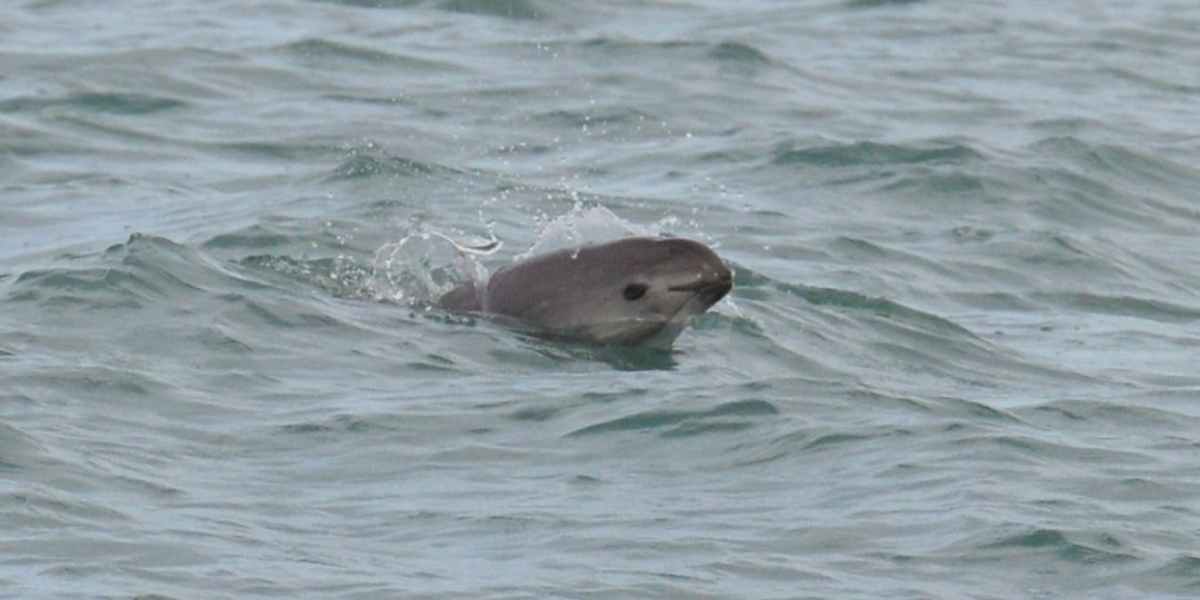 vaquita porpoise