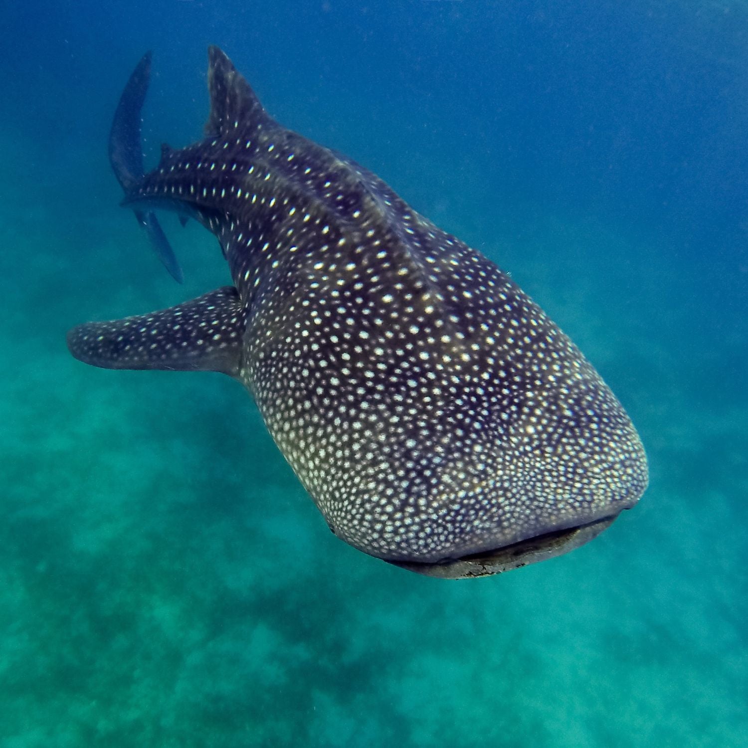 Whale Shark Swimming