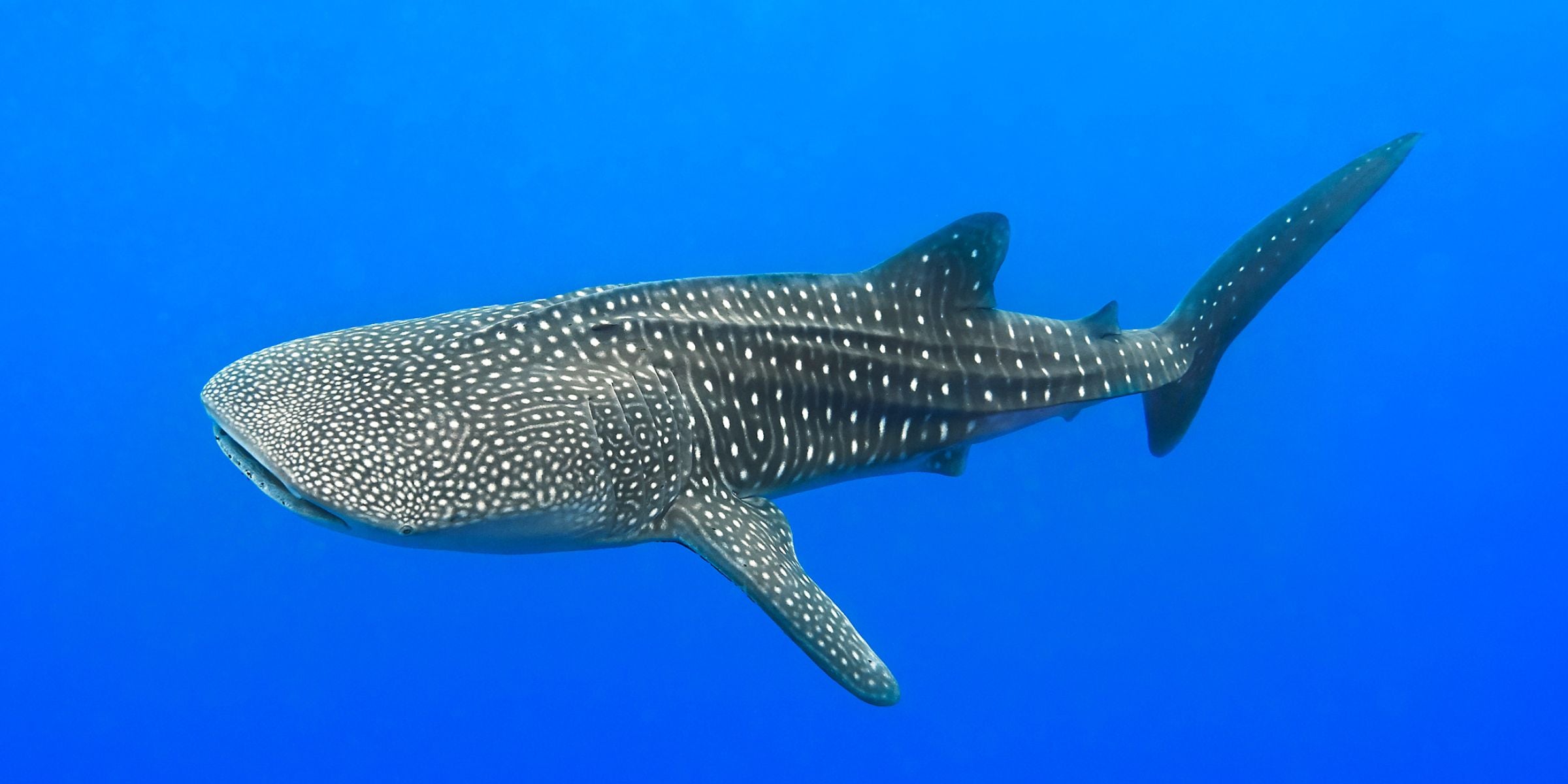 whale shark