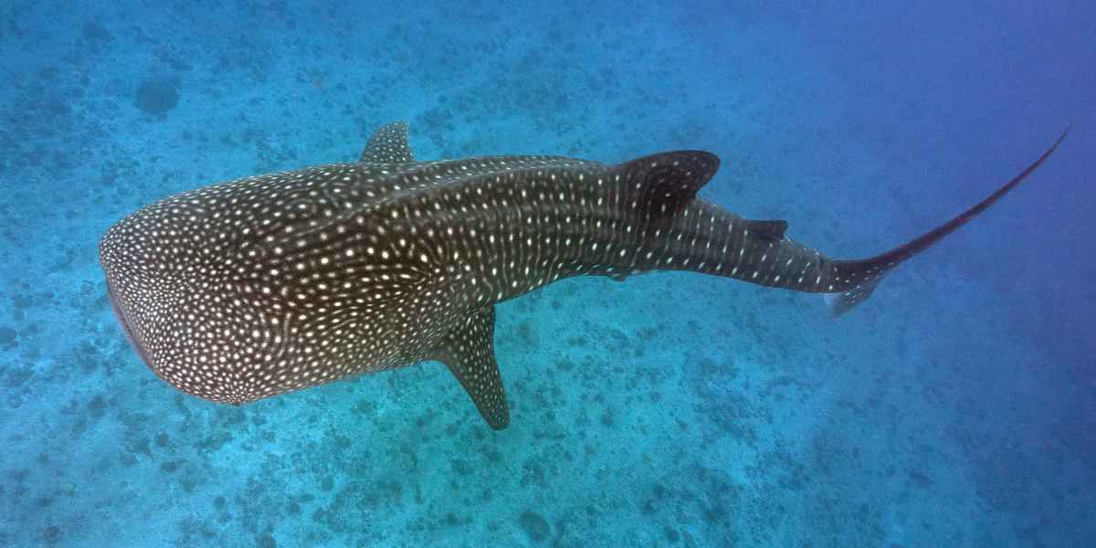 whale shark swimming