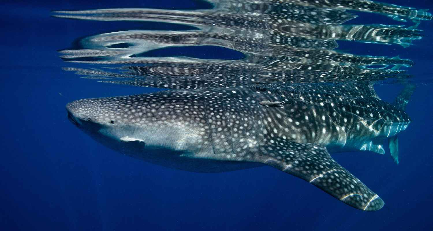 whale shark swimming