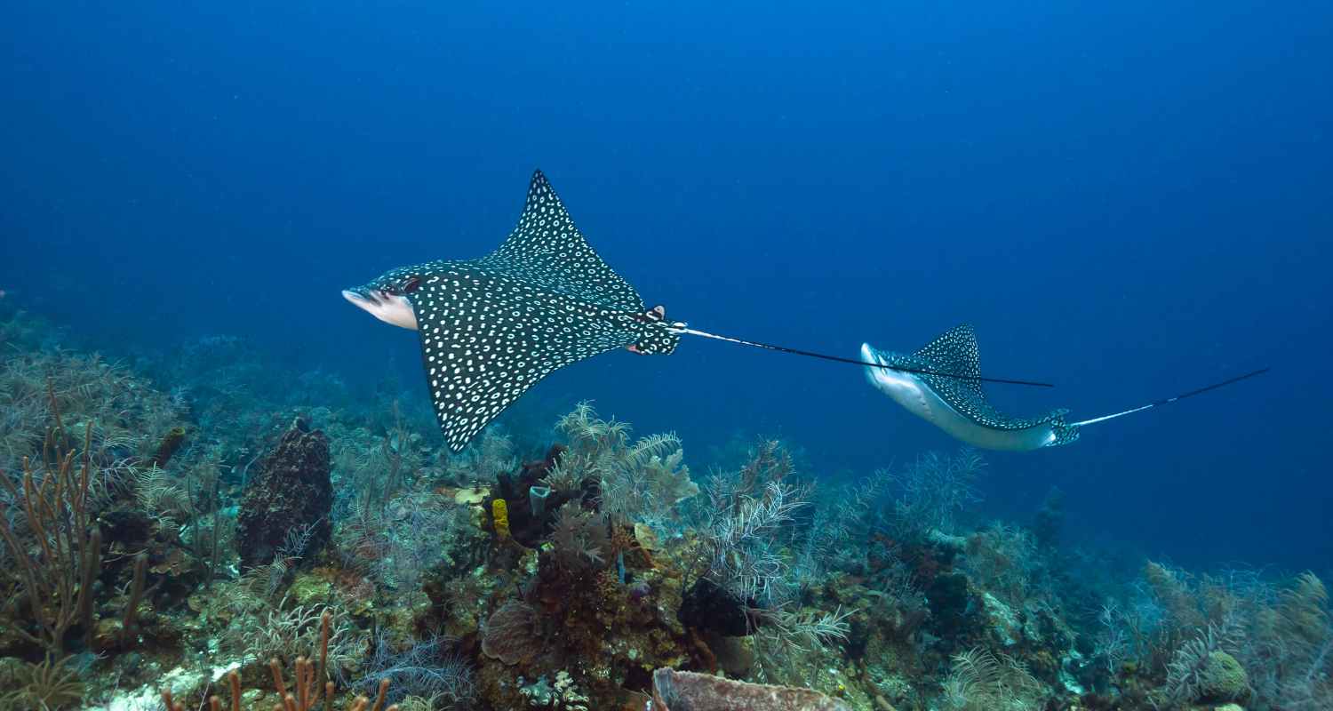 spotted eagle rays swimming