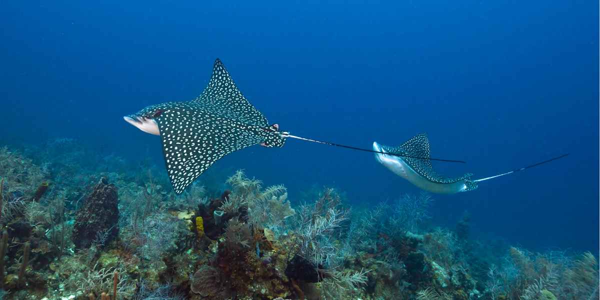 spotte eagle rays swimming