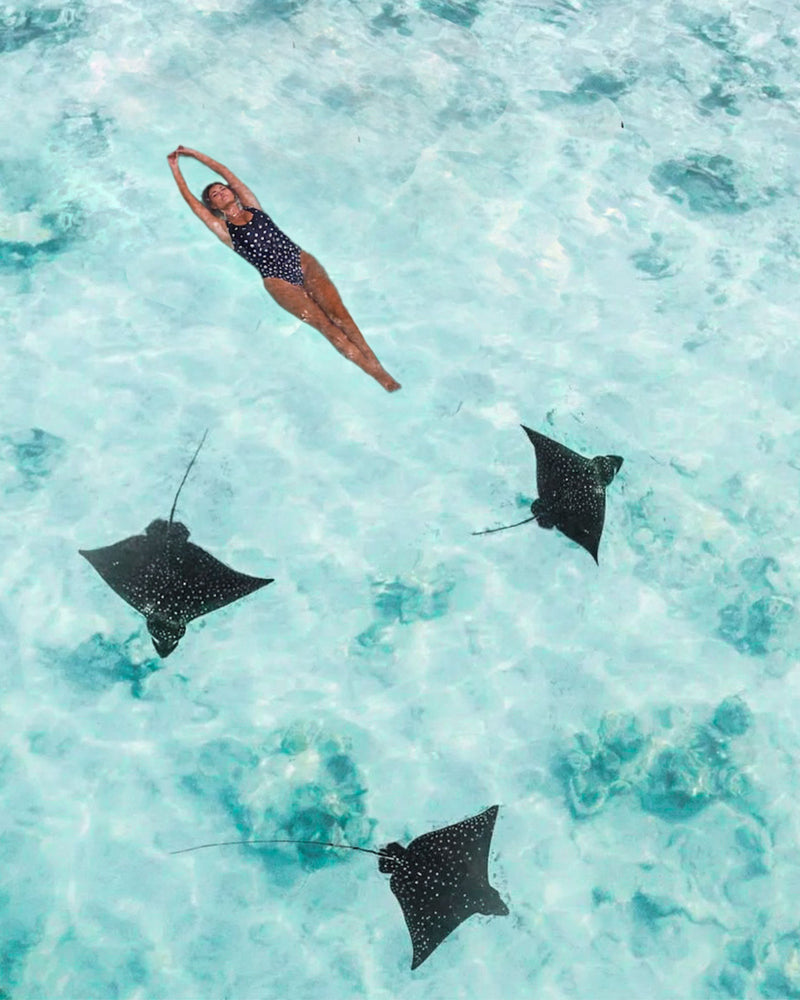 swimming with eagle rays